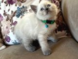 2 Aylık Yavru Brisith Shorthair British Blue Point