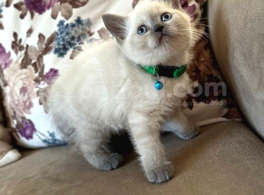 2 Aylık Yavru Brisith Shorthair British Blue Point görsel