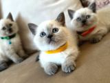 2 Aylık Yavru Brisith Shorthair British Blue Point