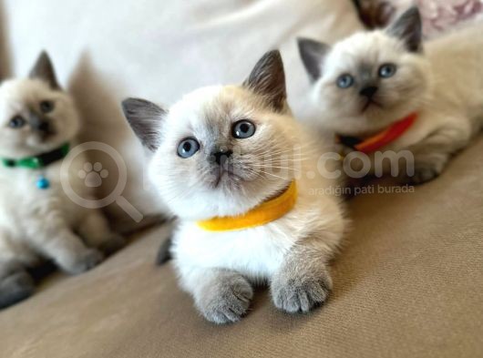 2 Aylık Yavru Brisith Shorthair British Blue Point görsel