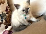 2 Aylık Yavru Brisith Shorthair British Blue Point