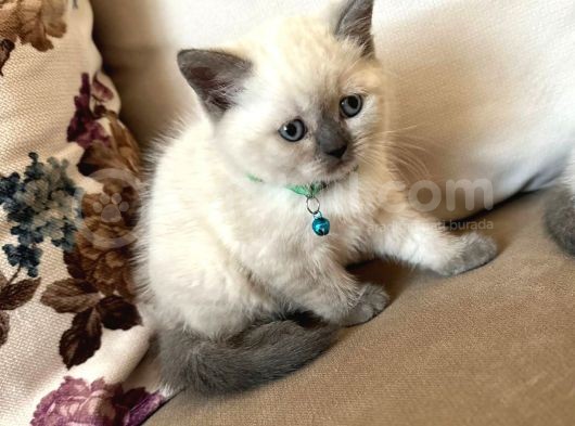 2 Aylık Yavru Brisith Shorthair British Blue Point görsel