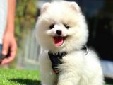 Ayıcık Yüz Pomeranian