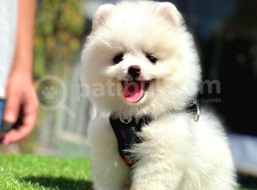 Ayıcık Yüz Pomeranian görsel