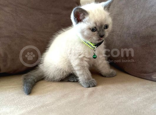 2 Aylık Yavru Brisith Shorthair British Blue Point görsel