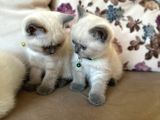 2 Aylık Yavru Brisith Shorthair British Blue Point