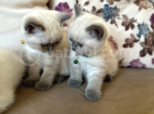 2 Aylık Yavru Brisith Shorthair British Blue Point görsel