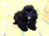 0 Numr Tuvalet Eğitimli Maltipoo Kızımız