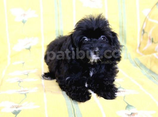 0 Numr Tuvalet Eğitimli Maltipoo Kızımız görsel