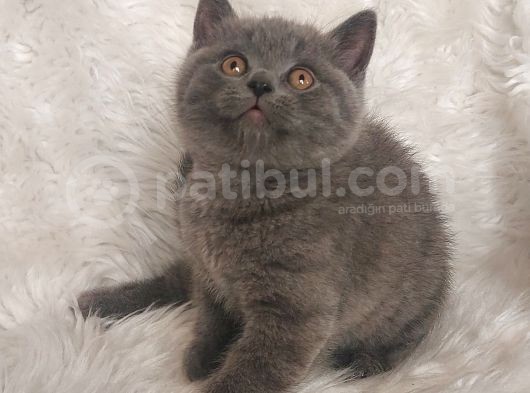 Ayi Surat Bri̇tti̇sh Shorthai̇r Di̇şi̇ Ve Erkek Yavrular