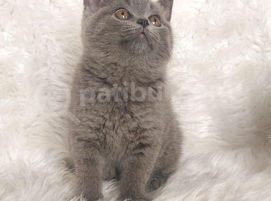 Ayi Surat Bri̇tti̇sh Shorthai̇r Di̇şi̇ Ve Erkek Yavrular görsel