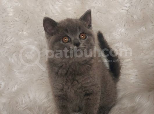 Ayi Surat Bri̇tti̇sh Shorthai̇r Di̇şi̇ Ve Erkek Yavrular görsel