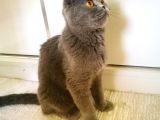 scottish fold blue- ücretsiz açıklamayı okuyun
