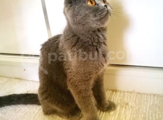 Scottish Fold Blue- Ücretsiz Açıklamayı Okuyun