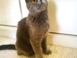 Scottish Fold Blue- Ücretsiz Açıklamayı Okuyun