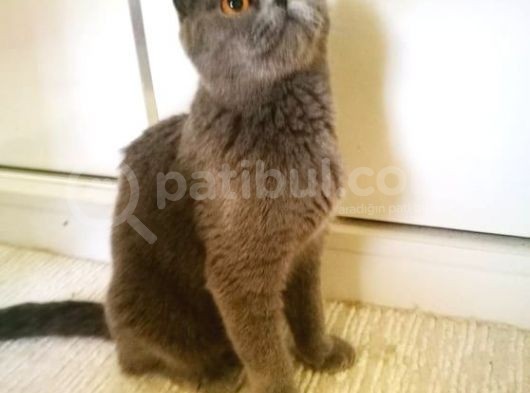Scottish Fold Blue- Ücretsiz Açıklamayı Okuyun görsel