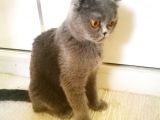 Scottish Fold Blue- Ücretsiz Açıklamayı Okuyun