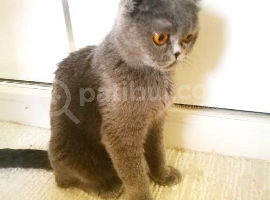 Scottish Fold Blue- Ücretsiz Açıklamayı Okuyun görsel