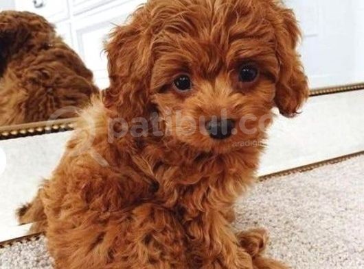 Tooy Poodle Yavrumuz 