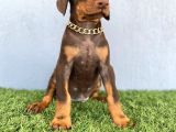 Fci Kif A Scr Li̇ Doberman Kizil Yavrular