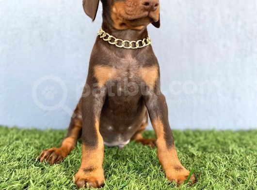 Fci Kif A Scr Li̇ Doberman Kizil Yavrular görsel