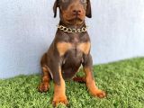 Fci Kif A Scr Li̇ Doberman Kizil Yavrular