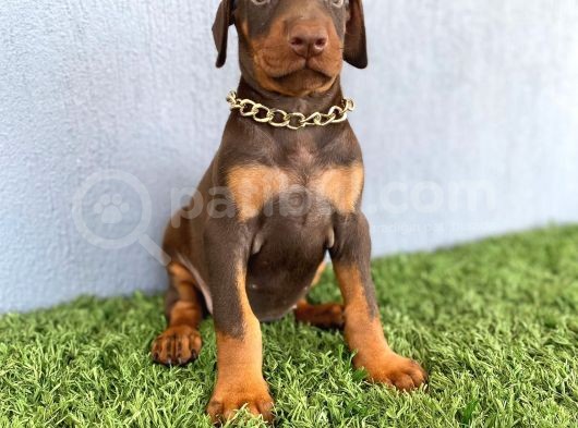 Fci Kif A Scr Li̇ Doberman Kizil Yavrular görsel