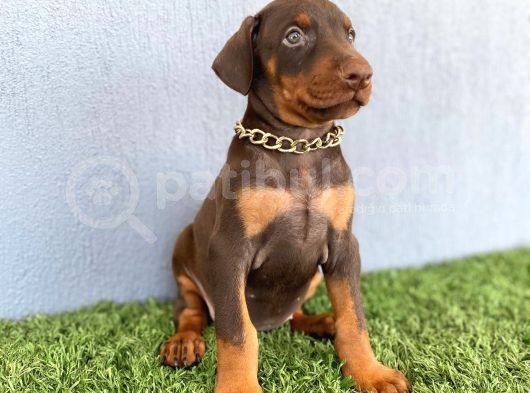Fci Kif A Scr Li̇ Doberman Kizil Yavrular görsel