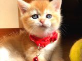 A kalite BRİTİSH SHORTHAİR GOLDEN  yavrular