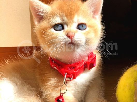 A Kalite Bri̇ti̇sh Shorthai̇r Golden  Yavrular