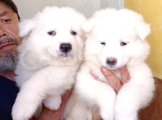 Ayi̇ Yavrusu Samoyed A Kali̇te Irk görsel
