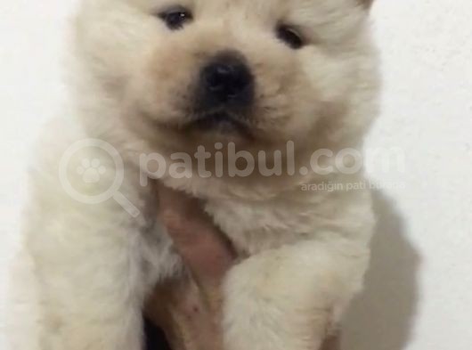 Irk Garantili Çin Aslanı Yavrular görsel