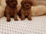Toy Poodle Bebekler