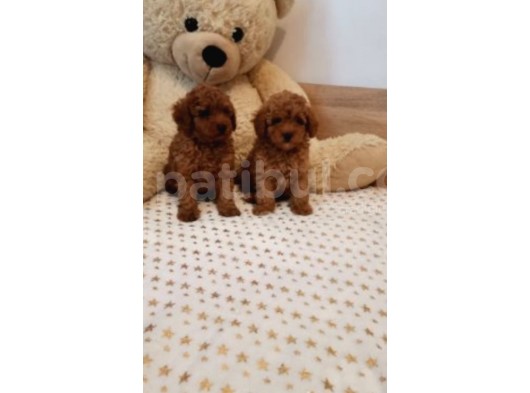 Toy Poodle Bebekler görsel