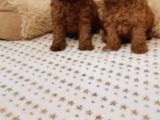 Toy poodle bebekler