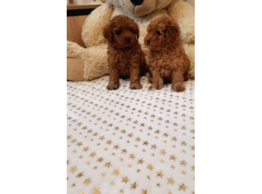 Toy Poodle Bebekler