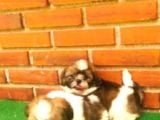Shitzu Bebekler