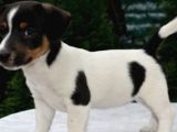 Kısa Bacak Jack Russell Yavrular