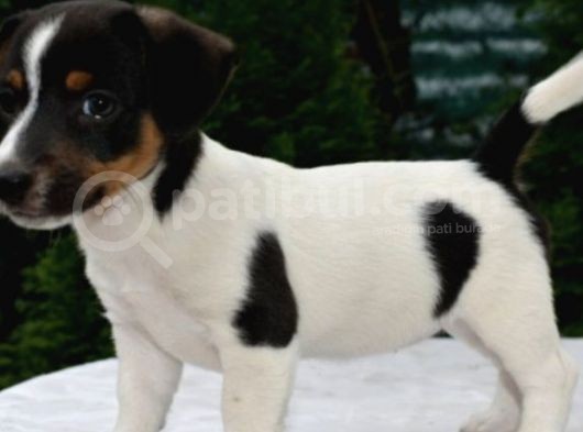 Kısa Bacak Jack Russell Yavrular görsel