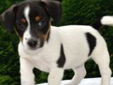 Kısa bacak Jack Russell yavrular