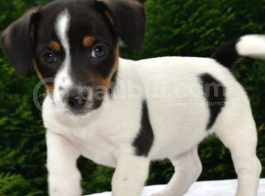 Kısa Bacak Jack Russell Yavrular