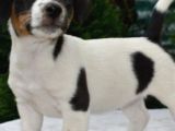 Kısa Bacak Jack Russell Yavrular