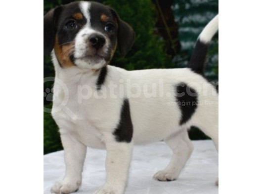 Kısa Bacak Jack Russell Yavrular görsel