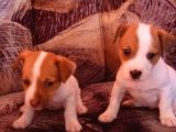 Mükemmel Jack Russell Bebekler