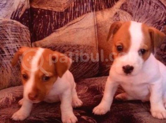 Mükemmel Jack Russell Bebekler görsel