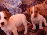 Mükemmel Jack Russell Bebekler
