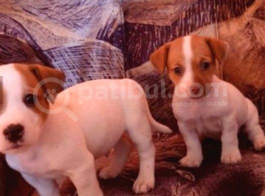 Mükemmel Jack Russell Bebekler görsel