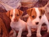 Mükemmel Jack Russell bebekler
