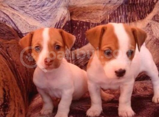 Mükemmel Jack Russell Bebekler