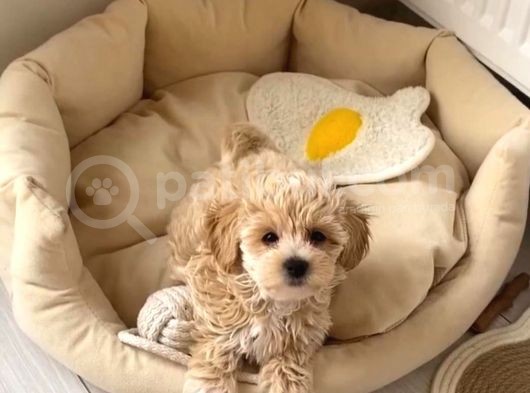 Sevimlilikte Sınır Tanımayan Maltipoo Yavruları
